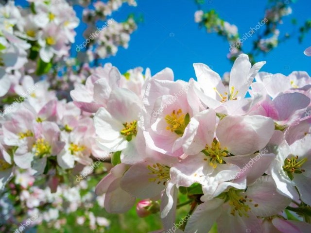 depositphotos_36388779-stock-photo-blooming-apricot-tree.thumb.jpg.098c90e745c72dc9ae2c005f02991f17.jpg